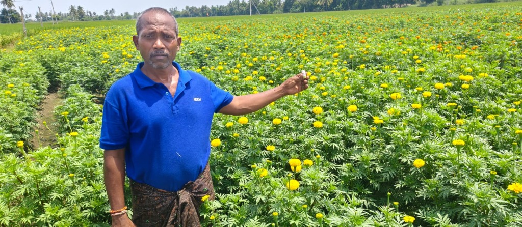 Marigold Crop Results