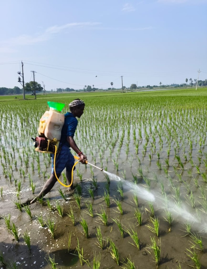 Rice Field Application