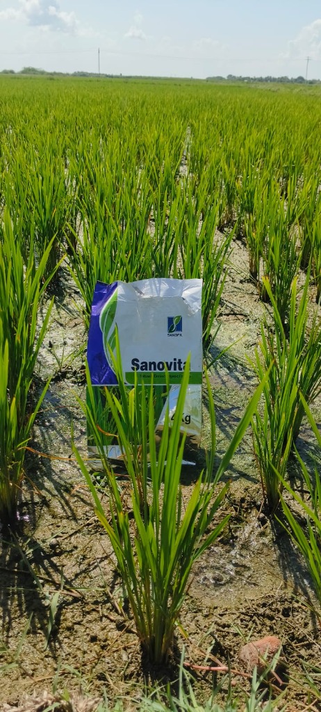 Sanovita in Field